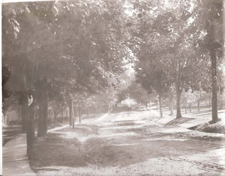 black and white photo of tree lined dirt road